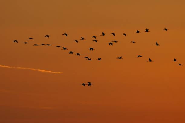 istock Flying cranes (grus grus) at sunrise. Hortabagy National Park. Hungary 1090167904