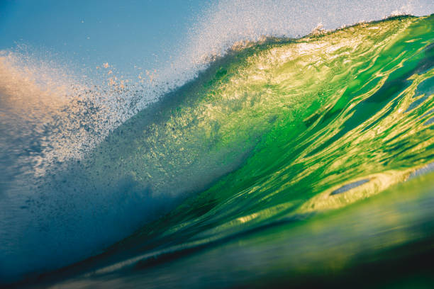 istock Green wave at sunset. Perfect wave for surfing in Hawaii 1090168170