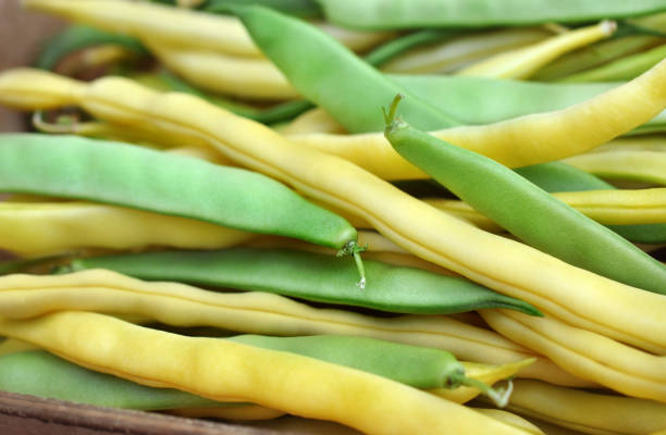 Fresh harvested green and yellow beans, selective focus