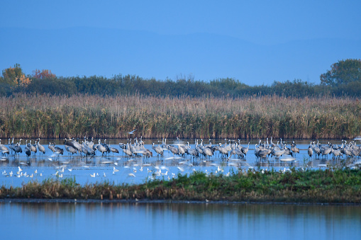 A series of photos of the sandhill crane from different places and from different time periods