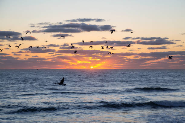 istock Birds at Daytona Beach 1090170388