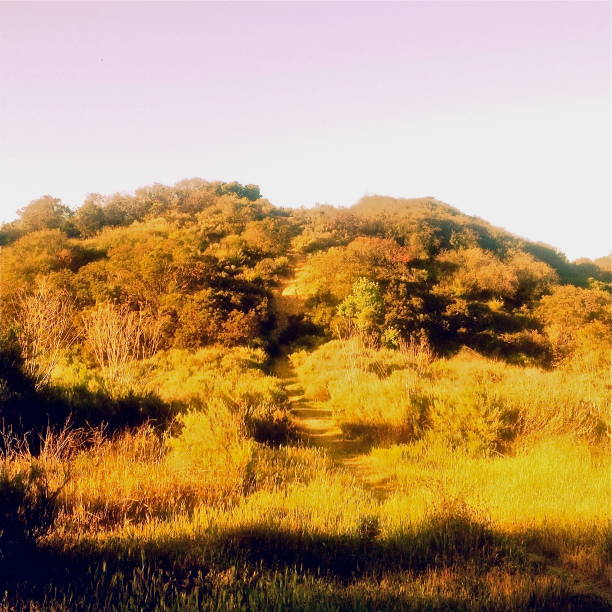 uma colina iluminada ouro pelo sol poente - gold bright brightly lit light - fotografias e filmes do acervo