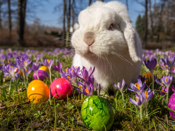 счастливая пасхальная природа - crocus easter spring flower стоковые фото и изображения