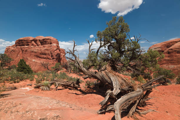 istock Arches National Park in Utah 1090175102