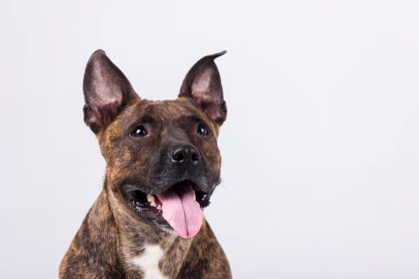 istock American staffordshire terrier 1090175162
