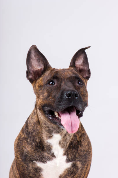 istock American staffordshire terrier 1090177034