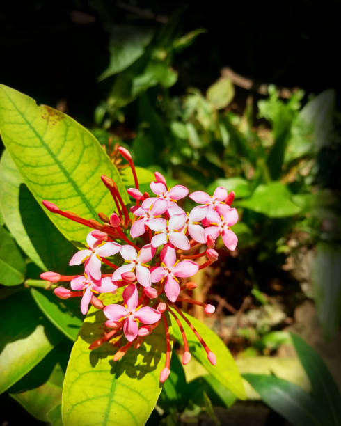 istock Beautiful Flower Closeup 1090177170