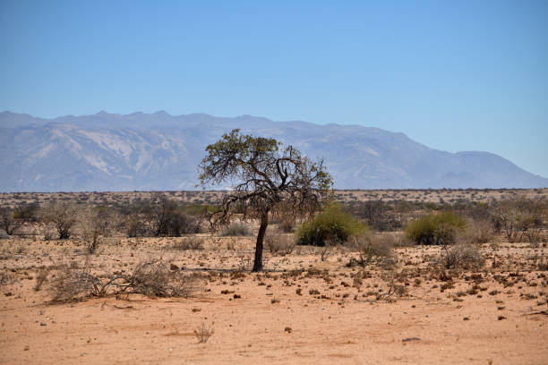 Namib Rand Nature Reserve, Namibia
