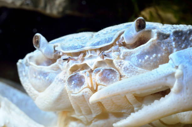 istock European protected river crab Potamon sp. in natural environment 1090180588