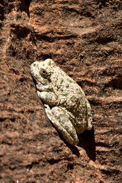 каньон дерево лягушка - camouflage animal frog tree frog стоковые фото и изображения