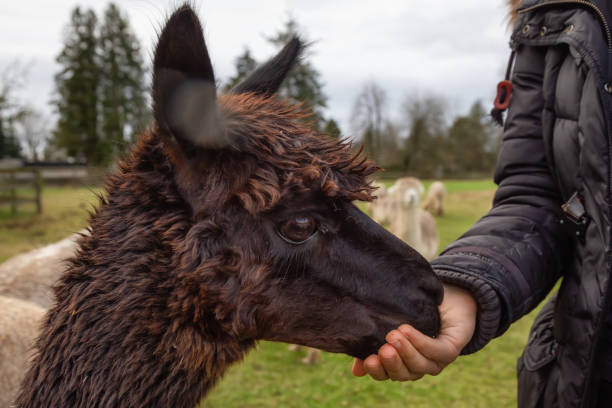 istock Girl feeding an Alpaca 1090182862