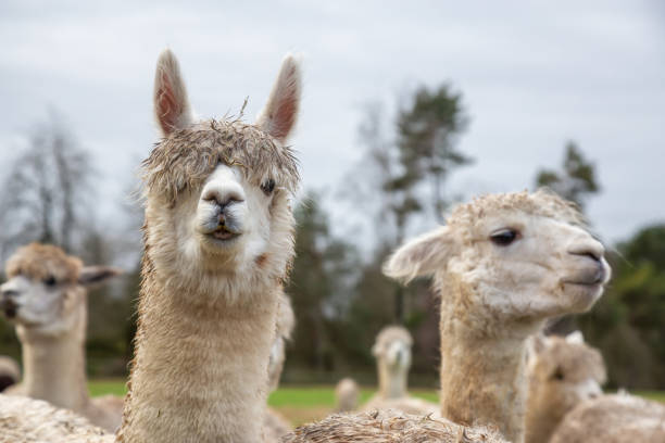istock Alpaca in a Farm 1090183180
