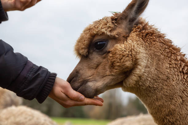 istock Girl feeding an Alpaca 1090183310