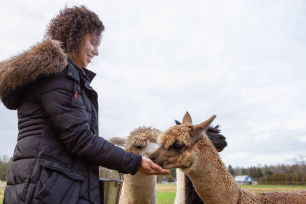 istock Girl feeding an Alpaca 1090183318