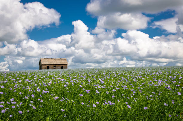 Old house in a field of flax. Rural Alberta, Canada.