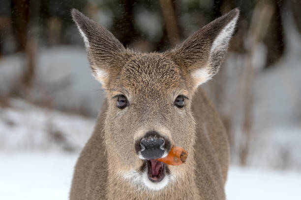 Roe deer female ( Capreolus capreolus )