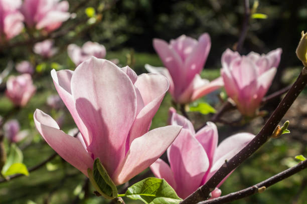 istock Beautiful magnolia flowers background. Floral spring background. Magnolia tree in bloom on a spring warm and sunny afternoon. 1090190824