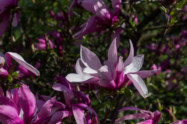 istock Beautiful magnolia flowers background. Floral spring background. Magnolia tree in bloom on a spring warm and sunny afternoon. 1090190900