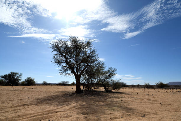 istock Sun and tree in desert, Brandberg, Erongo region, Namibia 1090192738