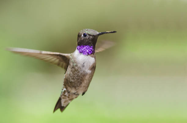 istock Black-Chinned Hummingbird with Throat Aglow While Hovering in Flight 1090192804