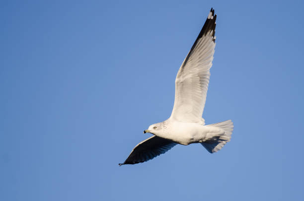 istock Ring-Billed Gull Flying in a Blue Sky 1090192830