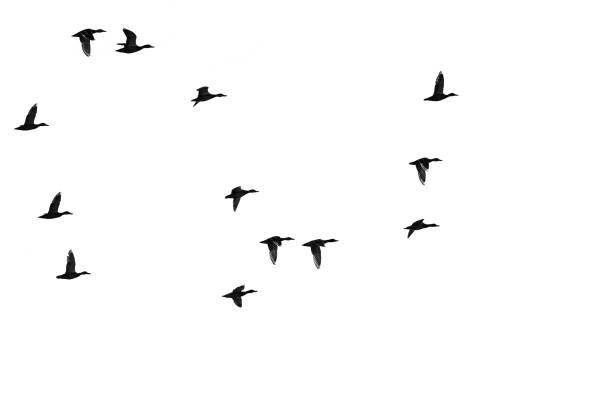 istock Flock of Flying Ducks Silhouetted on a White Background 1090192860