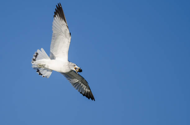 istock Ring-Billed Gull Carrying a Rock While Flying in a Blue Sky 1090192910