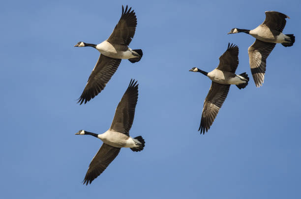 istock Flock of Canada Geese Flying in a Blue Sky 1090193030