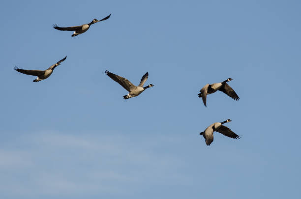 istock Flock of Canada Geese Flying in a Blue Sky 1090193038