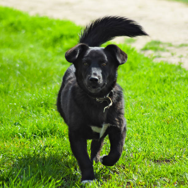 Black dog on the green grass. Pedigree dog yard.