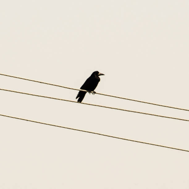 istock lone black crow sitting on wires. Carrion Crow corvids 1090193488