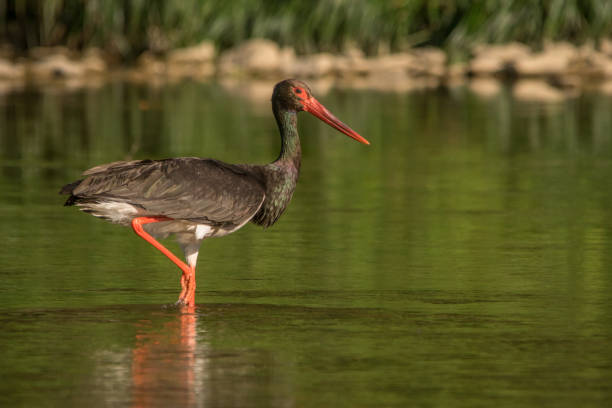 istock Black Stork in the water, Ciconia 1090193852