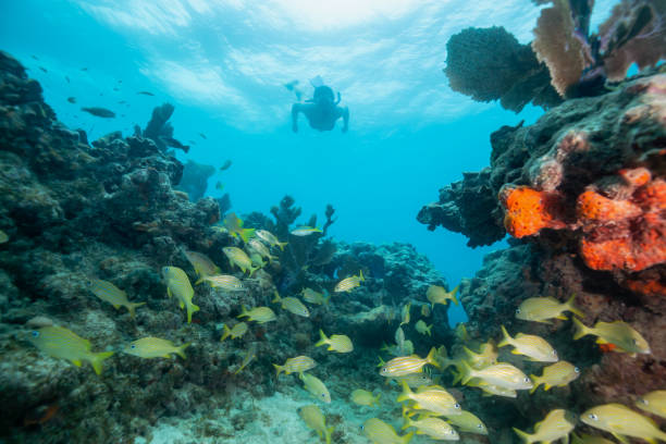 Snorkeling at the Reefs in Key West Adventurous girl snorkeling in the ocean coral reef. Located near Key West, Florida, United States. aquatic organism stock pictures, royalty-free photos & images