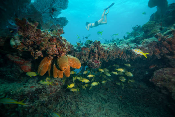 plongée en apnée dans les récifs à key west - plongée avec tuba photos et images de collection