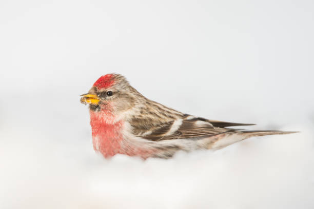 istock Redpoll on the snow, Acanthis flammea 1090198490