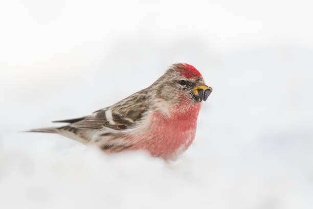 An American tree sparrow perches quietly on a slender branch, its delicate form silhouetted against the swirling snow of a winter storm. The bird’s warm brown and gray plumage is speckled with subtle patterns, blending harmoniously with the muted tones of the snowy landscape. Its distinctive rusty cap and pale, cream-colored breast stand out even in the blizzard.\n\nAs the snowflakes drift around it, the sparrow fluffs its feathers for warmth, eyes bright and alert amid the storm. This moment beautifully captures the resilience of wildlife, showcasing the American tree sparrow’s adaptability and charm in the harsh conditions of winter.