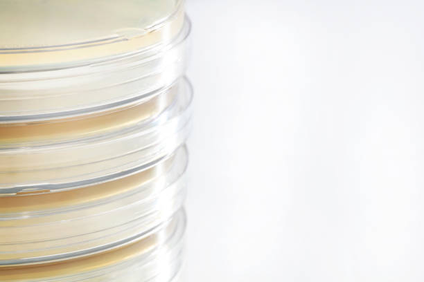 istock Group of Petri Dishes with Muller Hinton Agar on White 1090199738