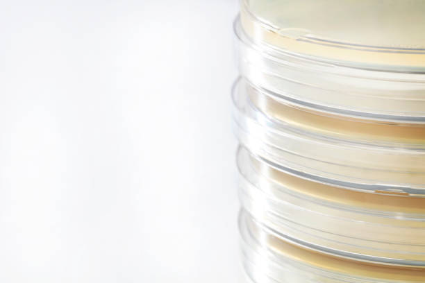 istock Group of Petri Dishes with Muller Hinton Agar on White 1090200830