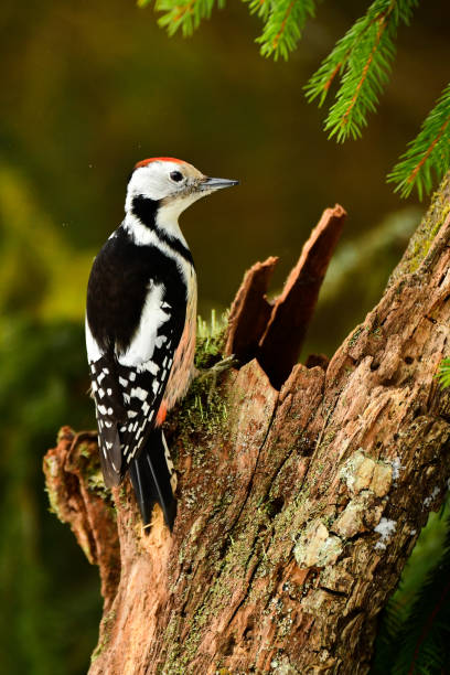 istock Middle Spotted Woodpecker on the tree, Dendrocopos medius 1090201444