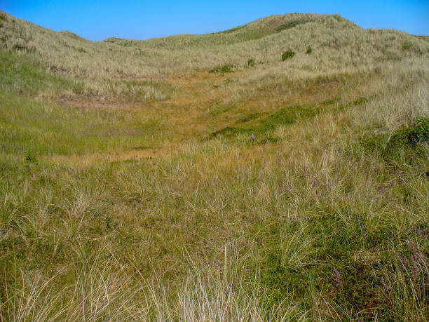 istock San dunes of Texel 1090209628