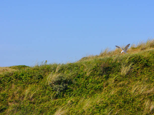 istock San dunes of Texel 1090209648