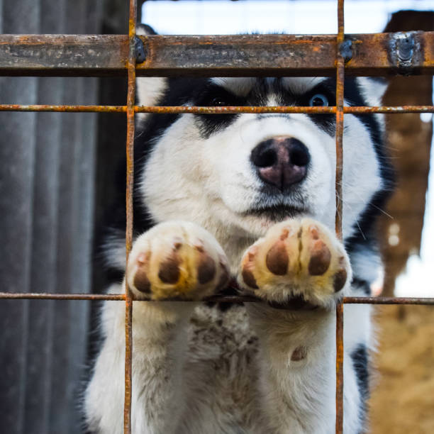istock Husky Dog with different eyes. Black and white husky. Brown and 1090209842