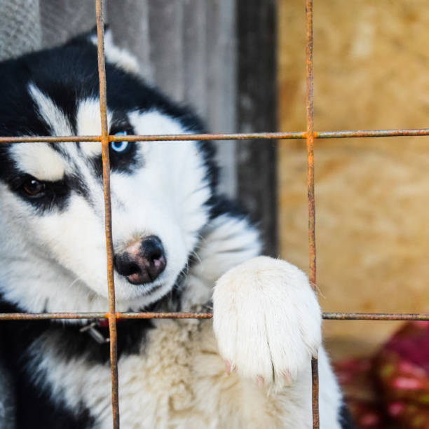 istock Husky Dog with different eyes. Black and white husky. Brown and 1090209852