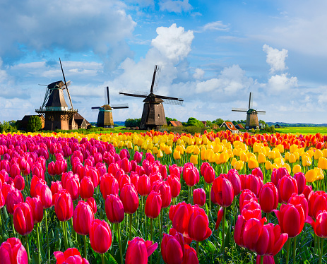 Colorful tulip fields in front of Dutch windmills under a nicely clouded sky