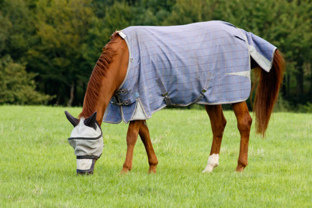 istock Horse wearing a fly hood grazing 1090212450