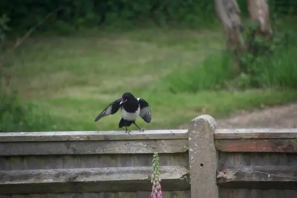 Photo of Magpie flapping its wings and squawking on a fence