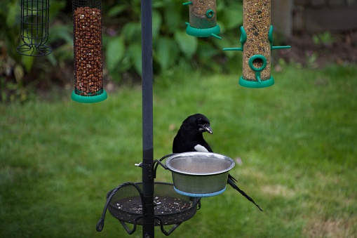 A magpie stands on a garden bird feeder, peering quizzically into a water bowl