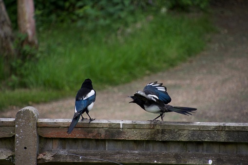 A juvenile magpie on a fence near an English country lane demands food from its parent, flapping its wings and squawking