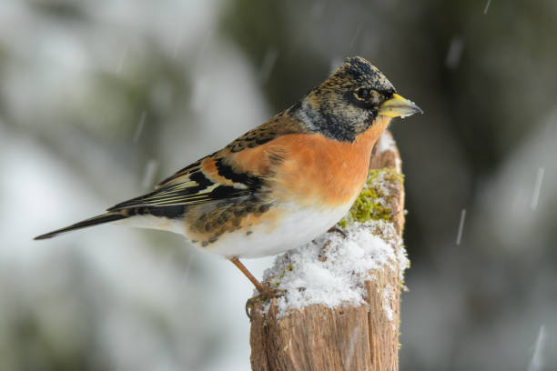 istock Brambling, Fringilla montifringilla 1090222106