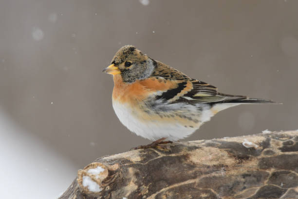 брамблинг, фрингилла монтифрингилья - chaffinch стоковые фото и изображения